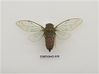 藏品(陽明山暮蟬)的圖片